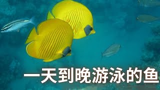 陶笛《一天到晚游泳的鱼》张雨生经典 风音工坊 小米演奏 ocarina