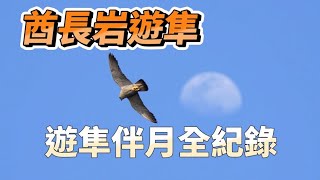 2022年酋長岩遊隼_EP04_遊隼伴月全紀錄_Falco peregrinus_2022年3月13日