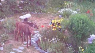 Moose and twins in garden, Haines Alaska