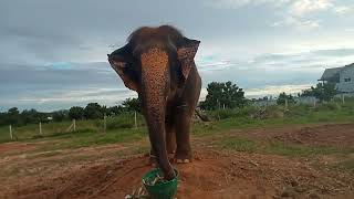 กราบขอบพระคุณออเดอร์ผลไม้จากพี่มลมากๆๆนะค่ะที่เมตตากุ๊กกิ๊ก🙏🙏🙏🐘🥰