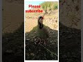 national bird of pakistan chakor ki awaz chakor chukar viral