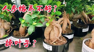 人参榕的养护方法。（ficus microcarpa ginseng）【莎拉养花】