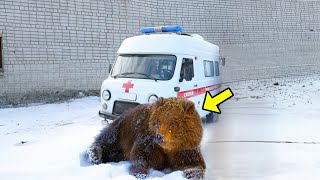 Dying Bear Blocks Ambulance \u0026 Refuses To Leave. What The Paramedic Did Next Is Unbelievable!