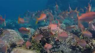 Honokohau Harbor Shore Dive September 15, 2019