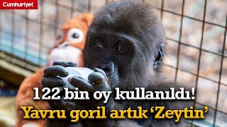 122 bin oy kullanıldı! Yavru goril artık ‘Zeytin’