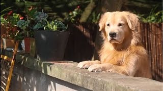 Luhu：Dad is cooking today, and Lu Hu will help pick oranges later#dog #pets #cute