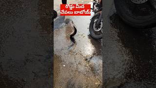 రోడ్డు మీద చేపలు బాబోయ్ fishing #viral #shorts #trending #fishing #fishinglife #chepalu