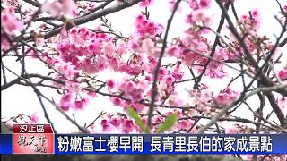 20220121觀天下新聞 粉嫩富士櫻早開 長青里長伯的家成景點