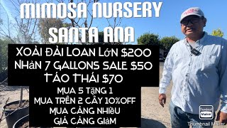 Mimosa Nursery Santa Ana Đại Hạ Giá Nhiều Cây Ăn Trái Mua Càng Nhiều Giá Càng Hạ tt820