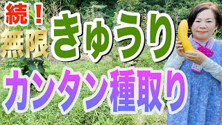 キュウリの種取りは比較的カンタンです