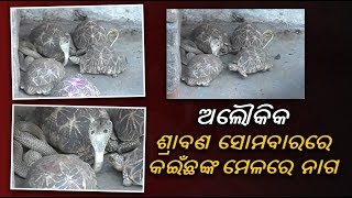 ଶ୍ରାବଣ ମାସ ପ୍ରଥମ ସୋମବାରରେ ପାରଳାଖେମୁଣ୍ଡି ଶିବ ମନ୍ଦିରରେ ବିରଳ ଦୃଶ୍ୟ ଏକ ସଂଗେ ଖେଳୁଛନ୍ତି ନାଗ ଓ କଇଁଛ