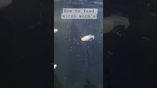 How to feed micro worms ||how to feed micro worms to guppy fish ||#viral #trending