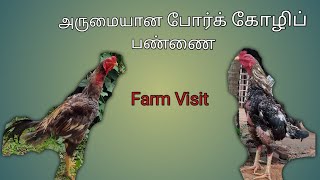 அருமையான போர்க் கோழிப் பண்ணை Amazing Rooster Farm