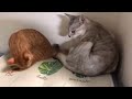 駐車場でひとり泣いていた子猫の保護から４年間【まとめ動画】