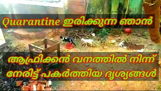 ആഫ്രിക്കൻ വനത്തിലെ ഒരു ദൃശ്യം ജനൽ തുറന്നപ്പോൾ പെട്ടെന്ന് കണ്ടതാണ്