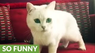 Cat meows in excitement when owner blows bubbles