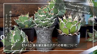 【FAQ】植え替え後のアガベの管理について｜水やりや光の当て方はどうすれば良い？