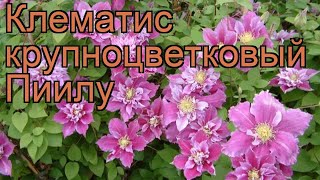 Клематис крупноцветковый Пиилу (clematis piilu) 🌿 Пиилу обзор: как сажать, рассада клематиса Пиилу