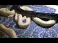 BIG SNAKES 😮 #snakevideo #scary #bigsnake