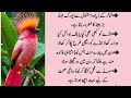 sunehri baten hikmat ki batain in urdu hikmat danai ki baten in urdu golden words in urdu