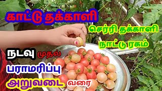 காட்டு தக்காளி || செர்ரி தக்காளி தமிழில் || Cherry tomato in tamil