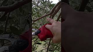 ΚΛΑΔΕΜΑ-TIPS-ΚΟΝΤΑ Η ΚΑΜΕΡΑ-ΚΑΘΑΡΙΣΜΑ ΠΟΔΙΑΣ #olives #viralshorts #κλάδεμα #pruning #potatura #poda