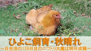 ひよこ飼育88・秋晴れ～日光浴する139日目のニワトリ大雛は明日に成鶏～