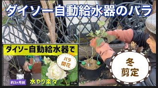 【ダイソー自動給水器】で育てたバラ剪定！の巻き！