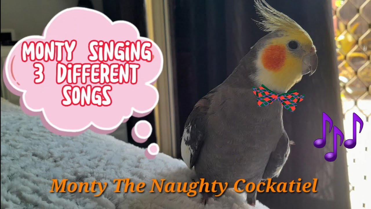 Monty The Naughty Cockatiel Singing 3 Different Songs Viral