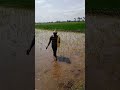 A young man threshing the rice field # shorts # yt shorts # viral shorts #