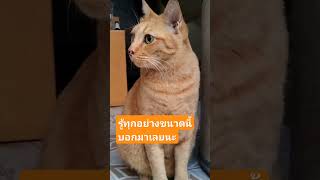 พูดความจริงมาเด๋วนี้นะแมวส้ม😂😂 #cat #catlover #funny #ขำขำ #meoworld #animals