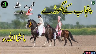 Stallions of Punjab I Sawa Ghora I Mushka Ghora I Ghora Kakah I Ghora Nukra I Desi I Zuly Nargana