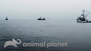 Uma área de pesca muito congestionada no oceano | Pesca Mortal | Animal Planet Brasil