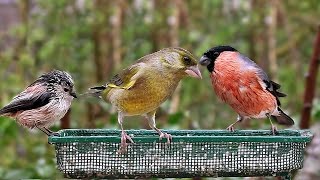 Birds of The Garden