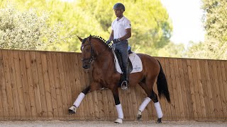 **SOLD**  Small Lusitano with big soul - piro free dressage prospect by Escorial  (REF#631)