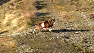 Deer and mouflon hunting | Epic double-lung kill shots - Ultimate Hunting