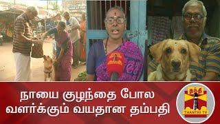 நாயை குழந்தை போல வளர்க்கும் வயதான தம்பதி | Pudukkottai