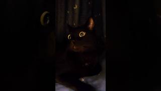 cat hiding in the curtain2 カーテンに隠れる猫2