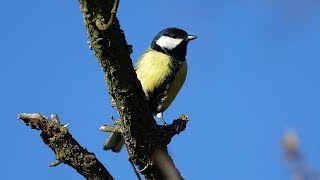 Sýkora koňadra (Parus major) Great tit, Большая синица, Kohlmeise, Bogatka zwyczajna, Sýkorka veľká