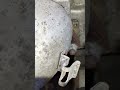 2011 Kia Soul! crank sensor 2.0L engine manual transmission replacement location