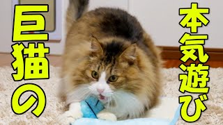 大型猫が本気で遊び始めると部屋が戦場に変わります‥