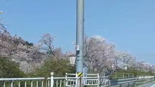 島根県雲南市三刀屋 河川敷公園の桜並木