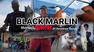 AMXM 22 || Black Marlin@Marsuji || Burung Camar pn Tewas di sedeli || FastJigging