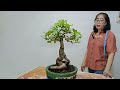 bonsai giá rẻ zalo 0336875979 27 12