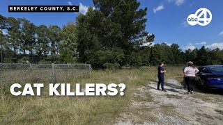 5 people arrested after 13 DEAD cats found!