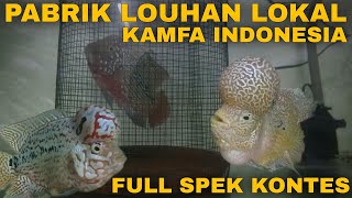 Raid on Indonesian Kamfa flowerhorn factory with best contest quality