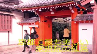 京都紅葉旅行　第１日　～東京から京都へ～