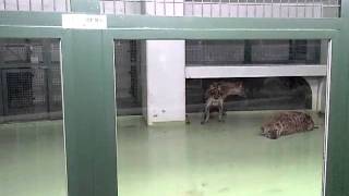 ハイエナ!! by円山動物園