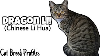 Dragon Li! - Cat Breed Profiles -