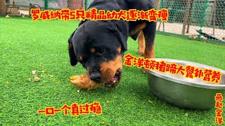 罗威纳带5只幼犬逐渐变瘦，金洋顿猪蹄大餐补营养，一口一个真过瘾